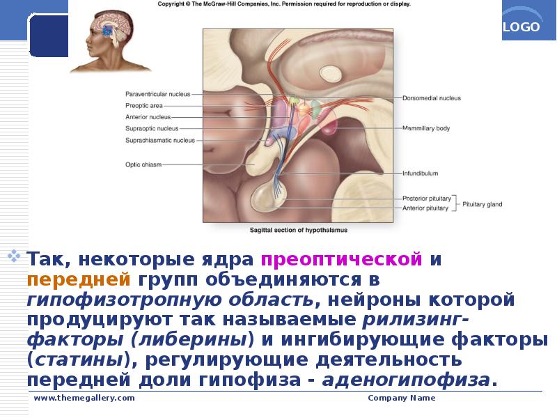 Так, некоторые ядра преоптической и передней групп объединяются в гипофизотропную область, Так, некоторые ядра преоптической и передней групп объединяются в гипофизотропную область,