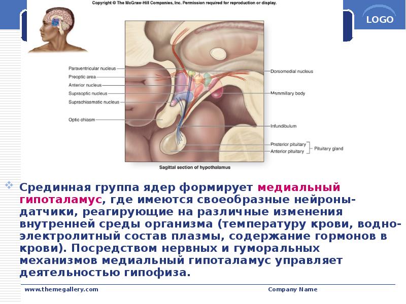 Срединная группа ядер формирует медиальный гипоталамус, где имеются своеобразные нейроны-датчики, реагирующие Срединная группа ядер формирует медиальный гипоталамус, где имеются своеобразные нейроны-датчики, реагирующие