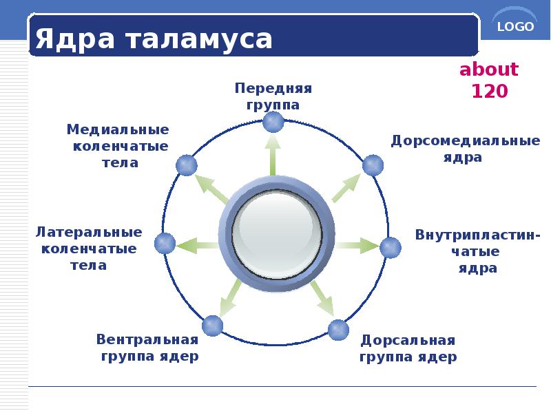 Ядра таламуса Ядра таламуса