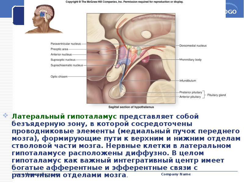 Латеральный гипоталамус представляет собой безъядерную зону, в которой сосредоточены проводниковые элементы Латеральный гипоталамус представляет собой безъядерную зону, в которой сосредоточены проводниковые элементы
