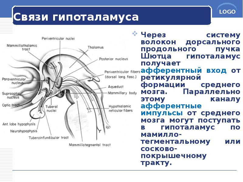 Связи гипоталамуса
Через систему волокон дорсального продольного пучка Шютца гипоталамус получает Связи гипоталамуса
Через систему волокон дорсального продольного пучка Шютца гипоталамус получает