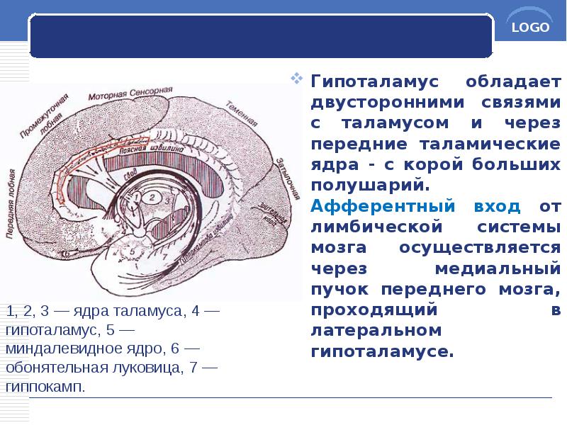 Гипоталамус обладает двусторонними связями с таламусом и через передние таламические ядра Гипоталамус обладает двусторонними связями с таламусом и через передние таламические ядра
