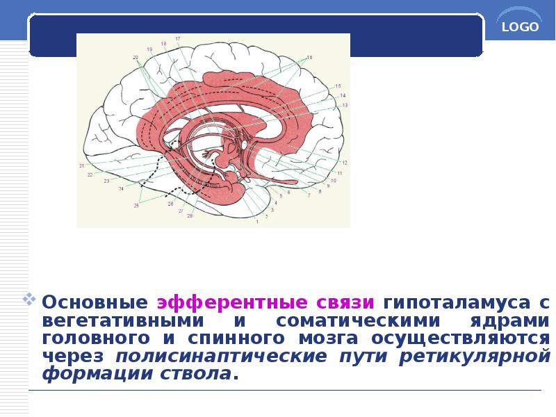 Основные эфферентные связи гипоталамуса с вегетативными и соматическими ядрами головного и Основные эфферентные связи гипоталамуса с вегетативными и соматическими ядрами головного и