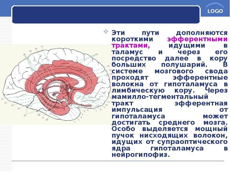 Эти пути дополняются короткими эфферентными трактами, идущими в таламус и через Эти пути дополняются короткими эфферентными трактами, идущими в таламус и через