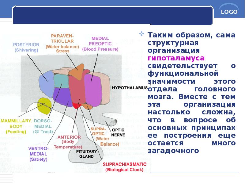 Таким образом, сама структурная организация гипоталамуса свидетельствует о функциональной значимости этого Таким образом, сама структурная организация гипоталамуса свидетельствует о функциональной значимости этого