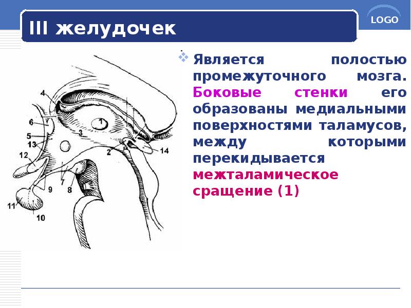 III желудочек
Является полостью промежуточного мозга. Боковые стенки его образованы медиальными III желудочек
Является полостью промежуточного мозга. Боковые стенки его образованы медиальными
