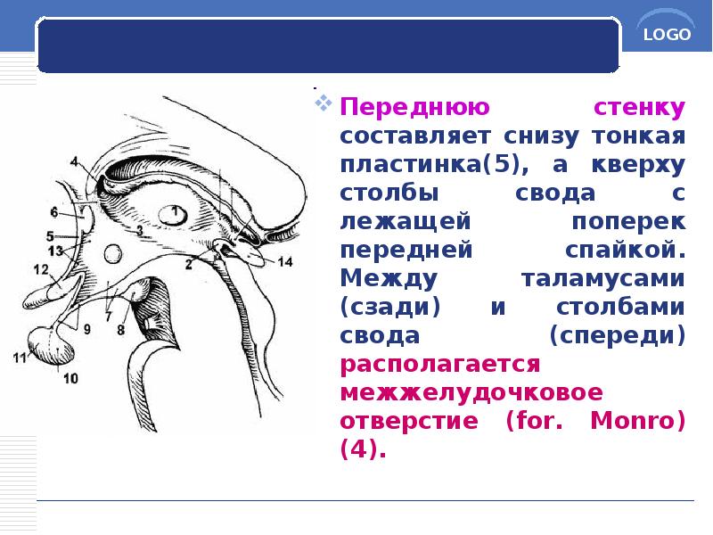 Переднюю стенку составляет снизу тонкая пластинка(5), а кверху столбы свода с Переднюю стенку составляет снизу тонкая пластинка(5), а кверху столбы свода с