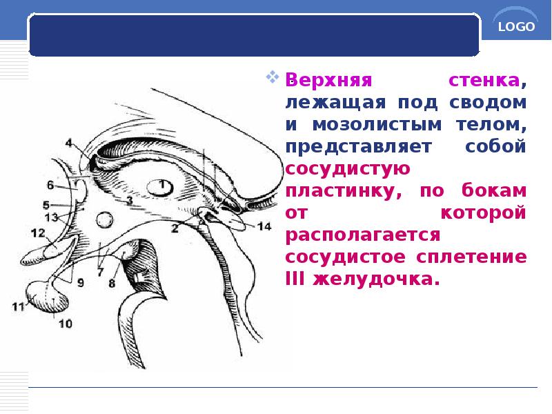 Верхняя стенка, лежащая под сводом и мозолистым телом, представляет собой сосудистую Верхняя стенка, лежащая под сводом и мозолистым телом, представляет собой сосудистую