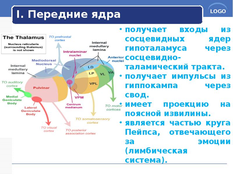 I. Передние ядра I. Передние ядра