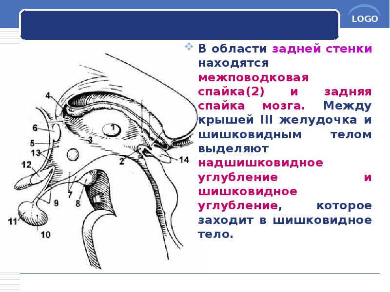 В области задней стенки находятся межповодковая спайка(2) и задняя спайка мозга. В области задней стенки находятся межповодковая спайка(2) и задняя спайка мозга.