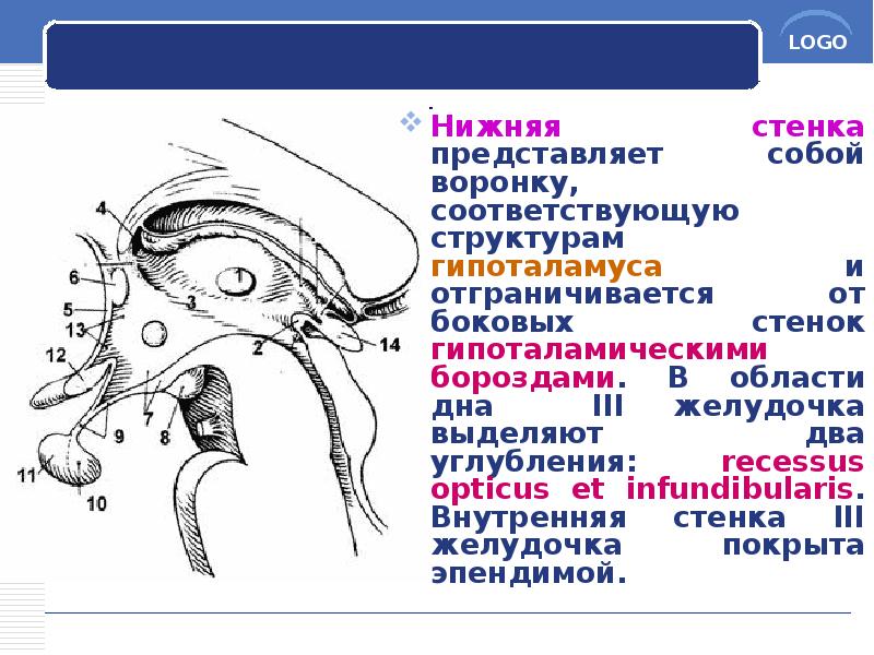 Нижняя стенка представляет собой воронку, соответствующую структурам гипоталамуса и отграничивается от