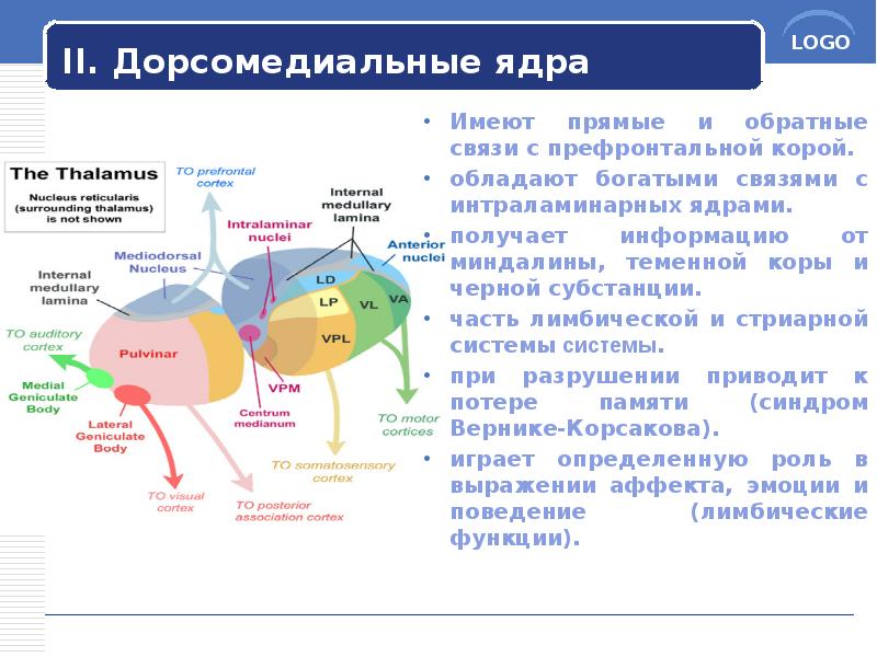 II. Дорсомедиальные ядра
Имеют прямые и обратные связи с префронтальной корой.
II. Дорсомедиальные ядра
Имеют прямые и обратные связи с префронтальной корой.
