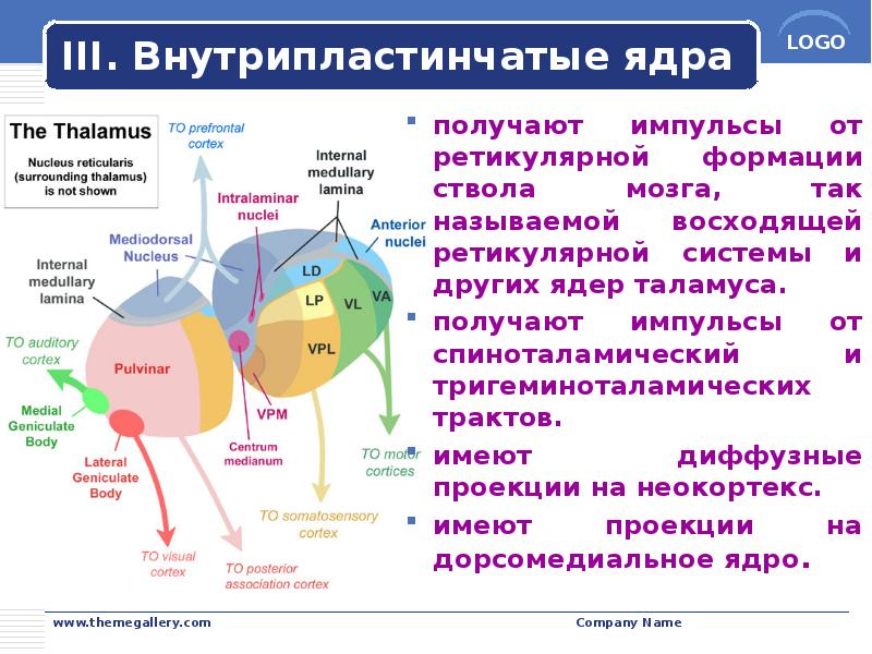 III. Внутрипластинчатые ядра
получают импульсы от ретикулярной формации ствола мозга, так III. Внутрипластинчатые ядра
получают импульсы от ретикулярной формации ствола мозга, так
