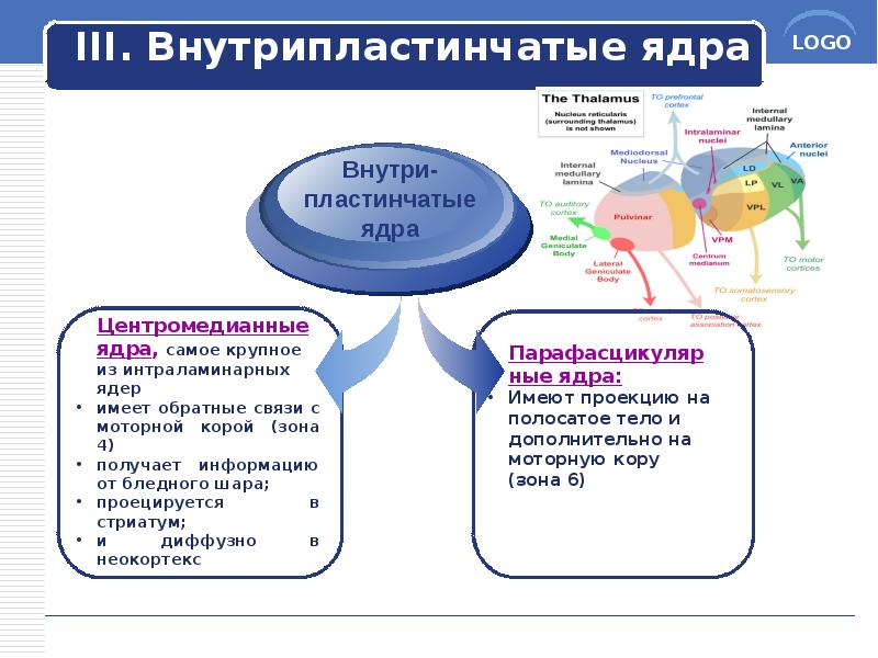 III. Внутрипластинчатые ядра III. Внутрипластинчатые ядра