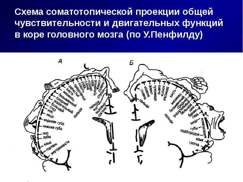 Схема соматотопической проекции в коре головного мозга описана