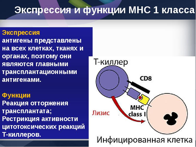 Кросс презентация антигена иммунология