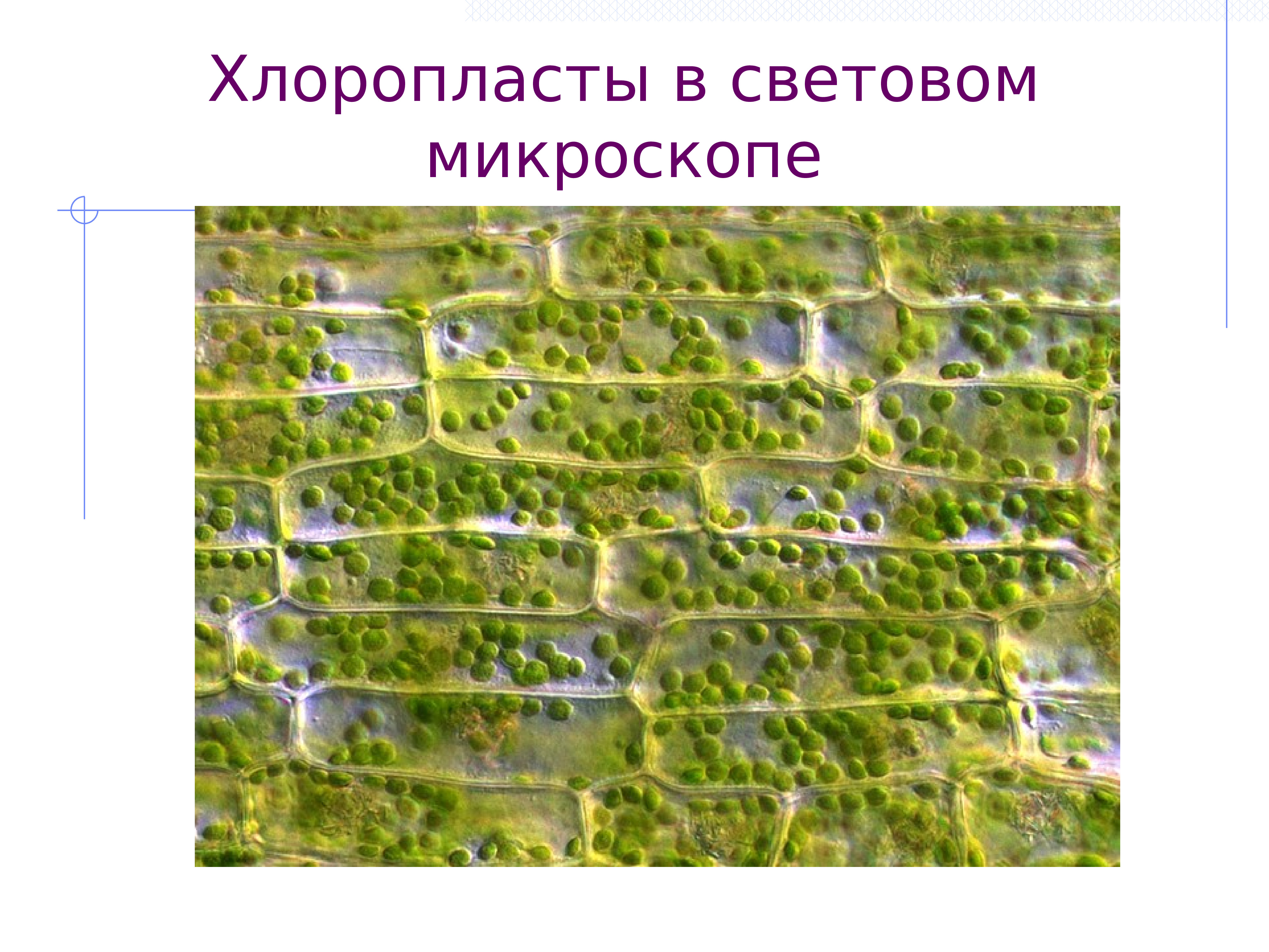 в хлоропластах световые. фиксация углекислого газа в хлоропластах. органоиды клетки участвующие в процессе фотосинтеза. хлоропласт в микроскопе. в хлоропластах световые.