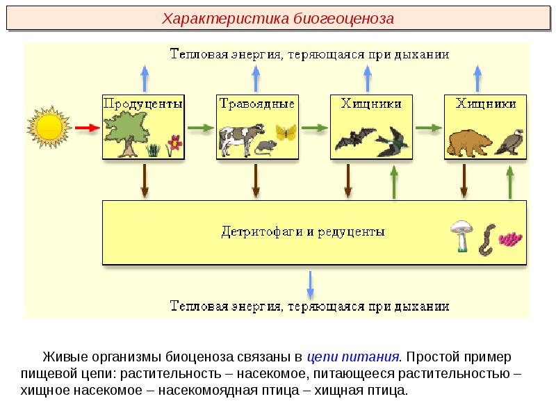 Пищевые связи круговорот веществ и энергии в экосистемах 11 класс презентация