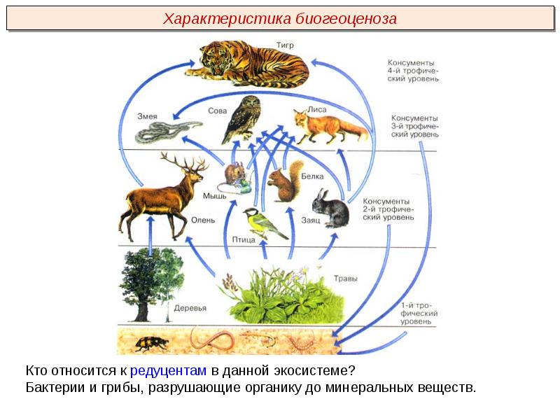 Презентация многообразие биогеоценозов 9 класс пономарева