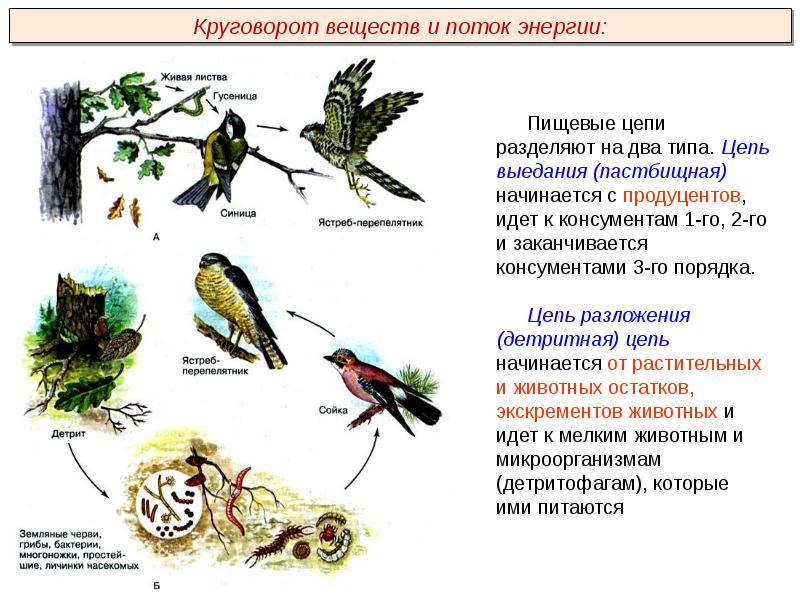 Составьте схемы пищевых цепей начинающихся с картофеля яблони