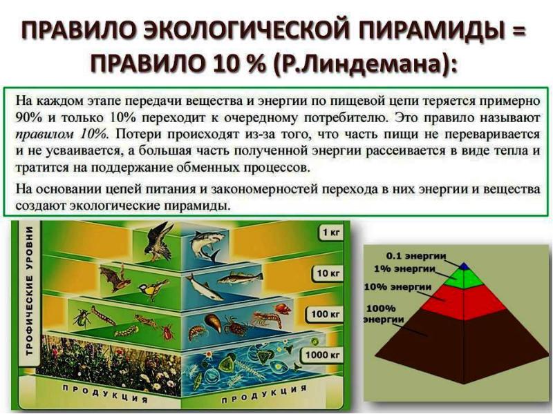 Какую закономерность отображает рисунок пищевую цепь экологическую пирамиду