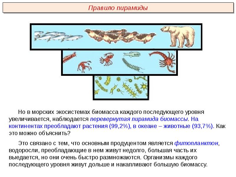 Водная экосистема презентация