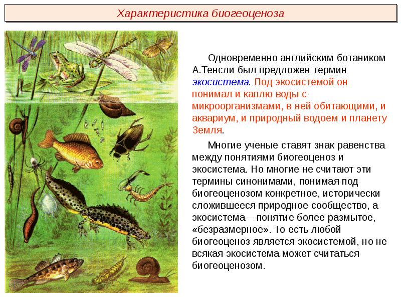 Водные и наземные экосистемы презентация