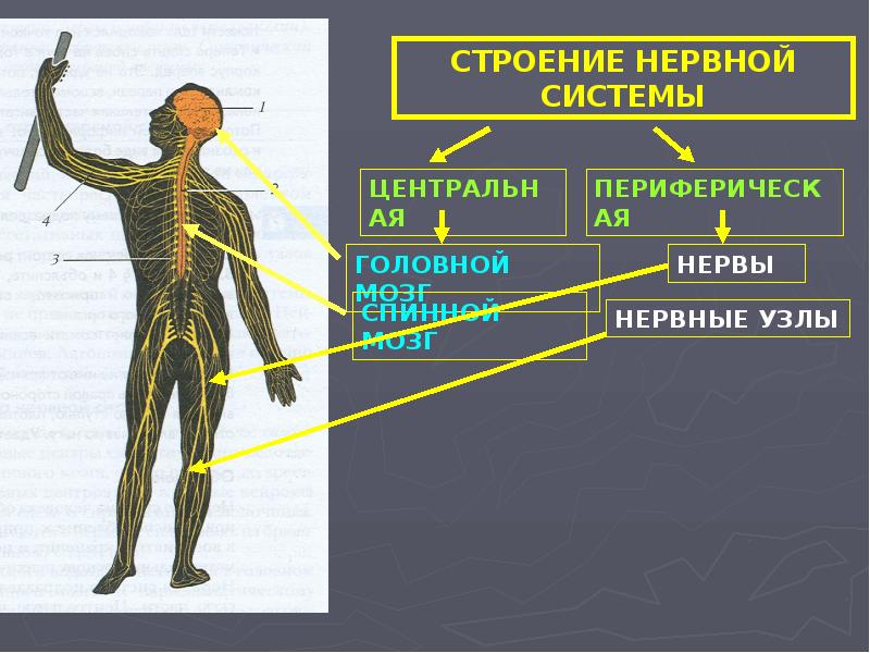 Рассмотрите рисунок определите способ регуляции функций организма