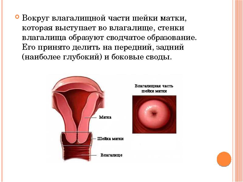 Кунька волчицы, влагалище волчицы, кунка волчицы.