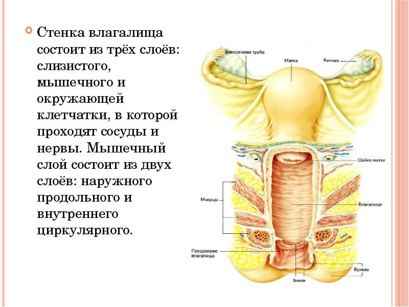 Рак влагалища: симптомы, признаки, лечение, прогноз