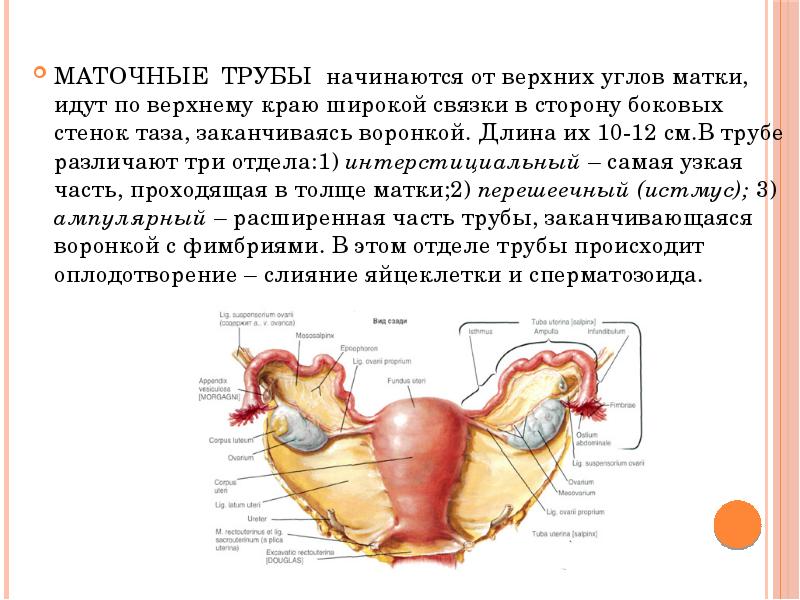 Женская половая система анатомия презентация