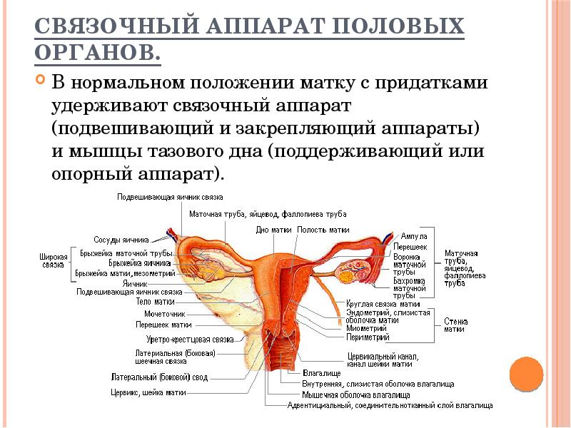 Схема матки с придатками