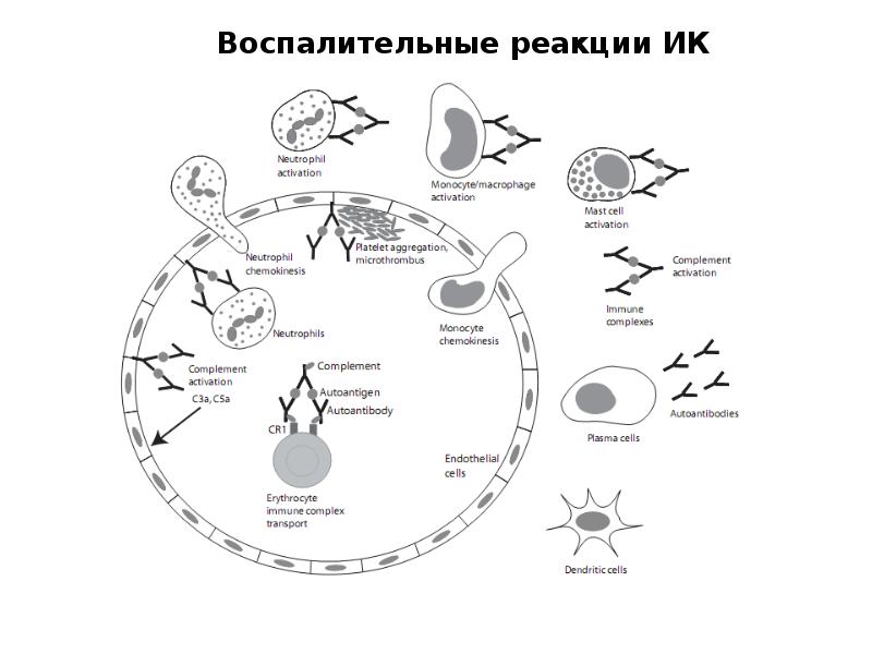 Схема патогенеза аутоиммунных заболеваний