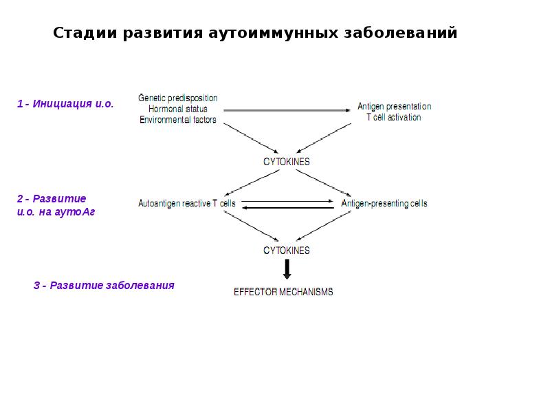 Схема патогенеза аутоиммунных заболеваний