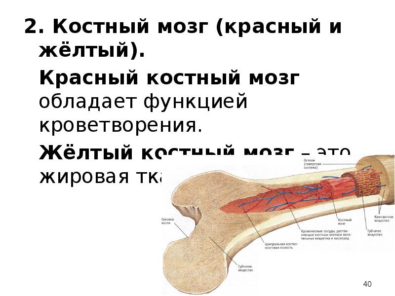 Желтый костный мозг фото