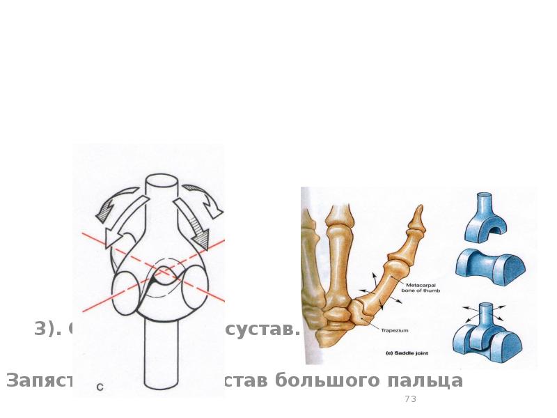 строение блоковидного сустава. эллипсоидный сустав пример. седловидный сустав строение. эллипсоидный сустав. блоковидный сустав движение.