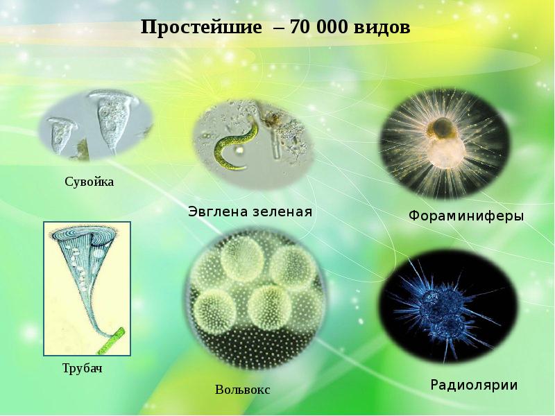 Простейшие картинки биология