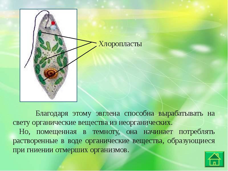 Биология 5 класс простейшие презентация