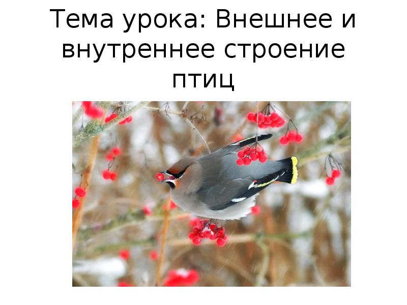 Тема урока: Внешнее и внутреннее строение птиц Тема урока: Внешнее и внутреннее строение птиц