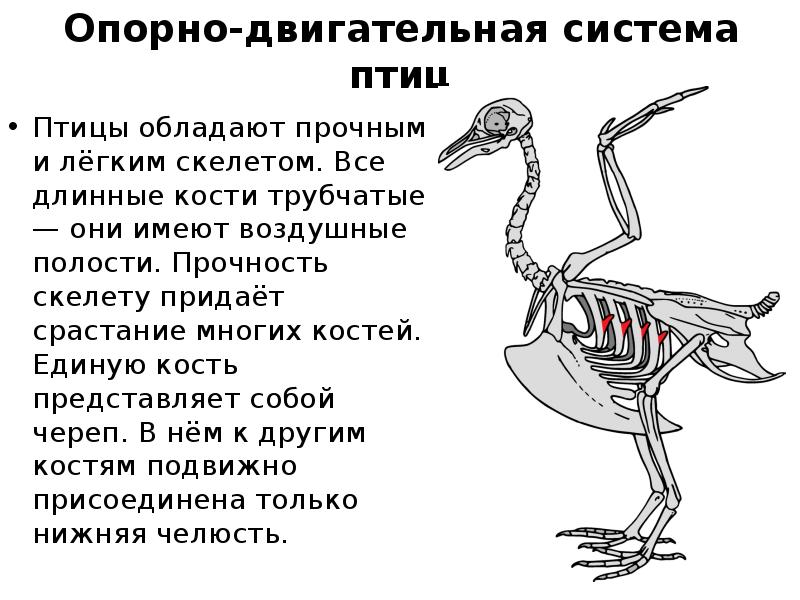 Таблица особенностей строения скелета птиц