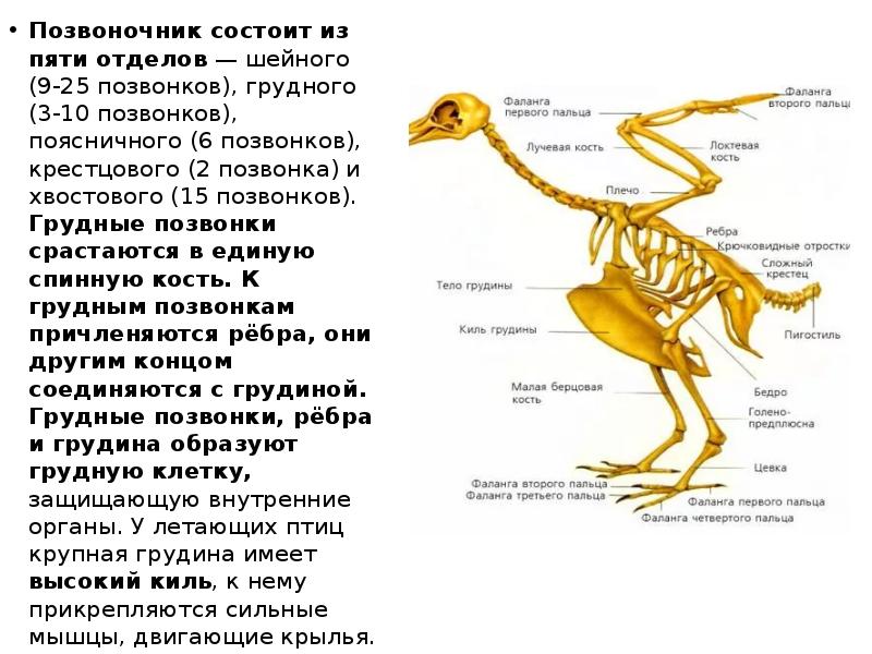 Позвоночник состоит из пяти отделов — шейного (9-25 позвонков), грудного (3-10 Позвоночник состоит из пяти отделов — шейного (9-25 позвонков), грудного (3-10