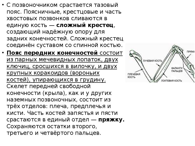 С позвоночником срастается тазовый пояс. Поясничные, крестцовые и часть хвостовых позвонков С позвоночником срастается тазовый пояс. Поясничные, крестцовые и часть хвостовых позвонков