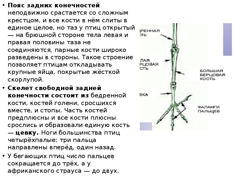 Пояс задних конечностей неподвижно срастается со сложным крестцом, и все кости Пояс задних конечностей неподвижно срастается со сложным крестцом, и все кости