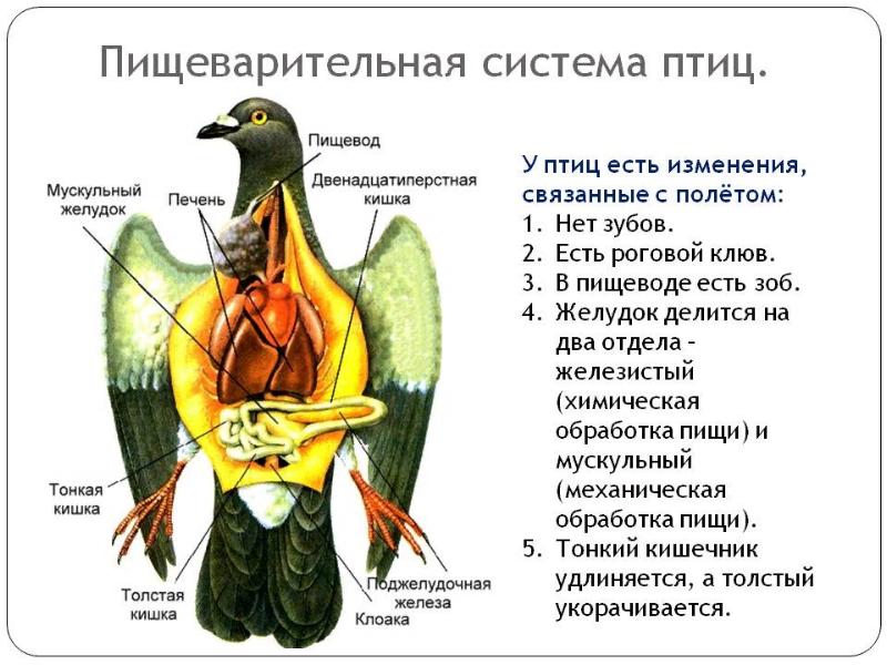 Пищеварительная система птиц Пищеварительная система птиц