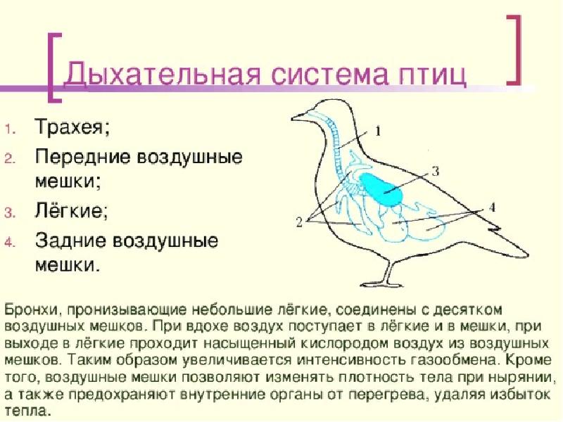 На схеме дыхательной системы голубя воздушные мешки обозначены