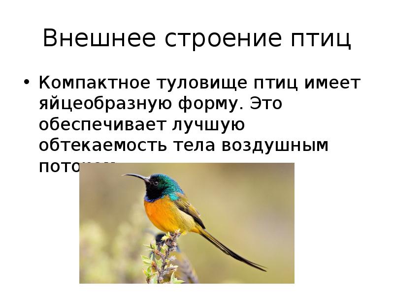 Внешнее строение птиц
Компактное туловище птиц имеет яйцеобразную форму. Это обеспечивает Внешнее строение птиц
Компактное туловище птиц имеет яйцеобразную форму. Это обеспечивает