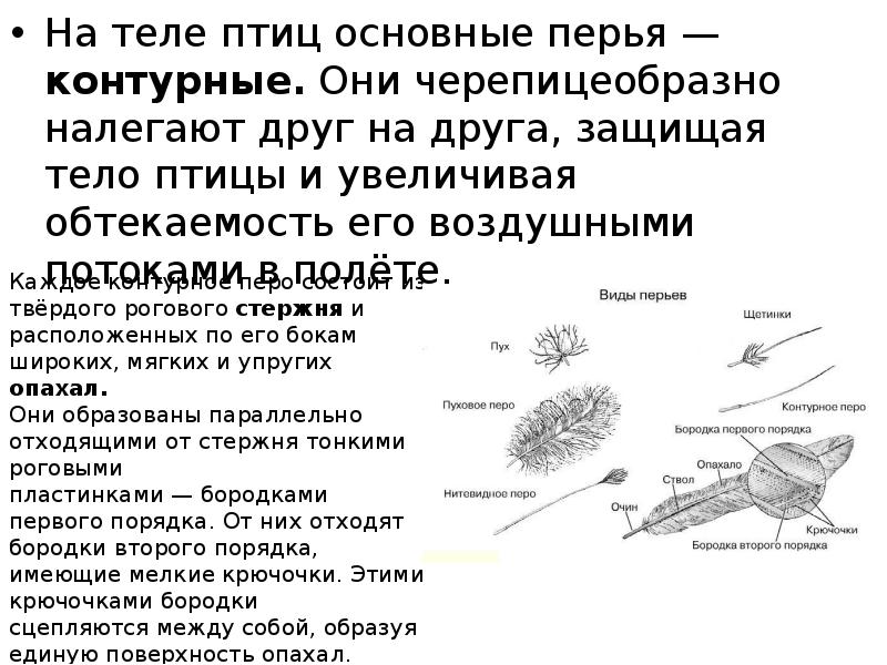 На теле птиц основные перья — контурные. Они черепицеобразно налегают друг На теле птиц основные перья — контурные. Они черепицеобразно налегают друг