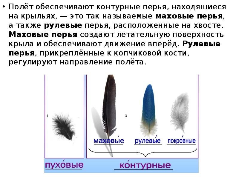 Полёт обеспечивают контурные перья, находящиеся на крыльях, — это так называемые Полёт обеспечивают контурные перья, находящиеся на крыльях, — это так называемые