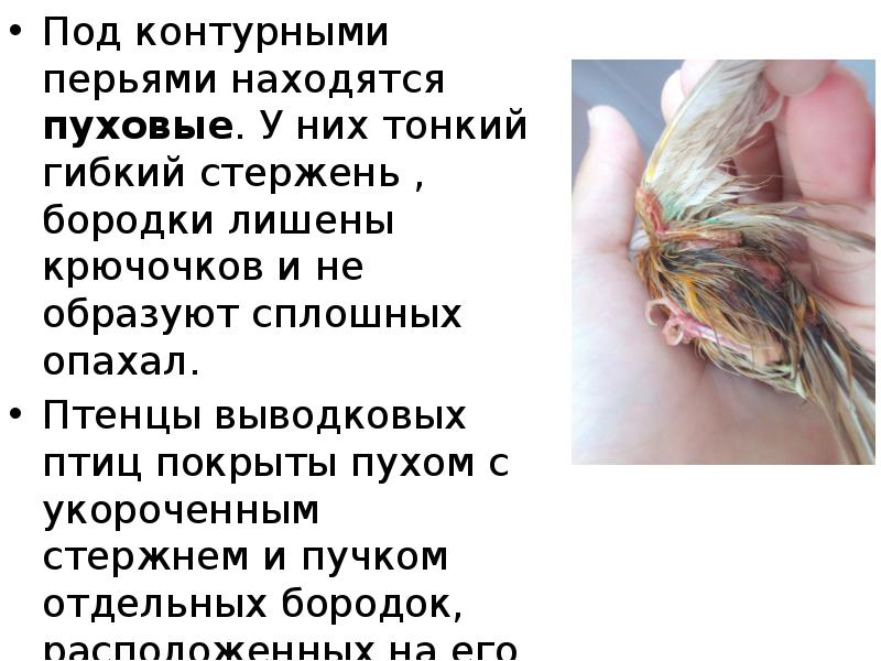 Под контурными перьями находятся пуховые. У них тонкий гибкий стержень , Под контурными перьями находятся пуховые. У них тонкий гибкий стержень ,
