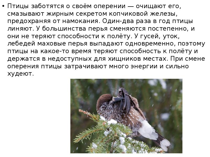 Птицы заботятся о своём оперении — очищают его, смазывают жирным секретом Птицы заботятся о своём оперении — очищают его, смазывают жирным секретом